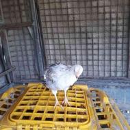 فروش مرغ خروس جوجه اردک جوجه مرغ ارسال رایگان