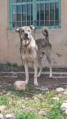 سگ عراقی اصیل واگذار در گروه خرید و فروش ورزش فرهنگ فراغت در آذربایجان شرقی در شیپور-عکس1