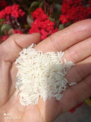 برنج طارم هاشمی درجه یک در گروه خرید و فروش خدمات و کسب و کار در مازندران در شیپور-عکس1