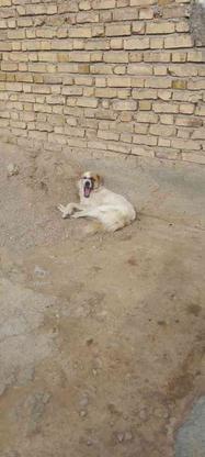 واگذاری سگ گوسفندی در گروه خرید و فروش ورزش فرهنگ فراغت در خراسان شمالی در شیپور-عکس1