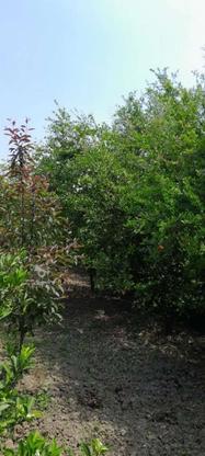 زمین باغ تامسون3300متر در گروه خرید و فروش املاک در مازندران در شیپور-عکس1