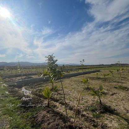 فروش زمین مسکونی 200 متر در دشت سر شرایط اقساطی در گروه خرید و فروش املاک در مازندران در شیپور-عکس1