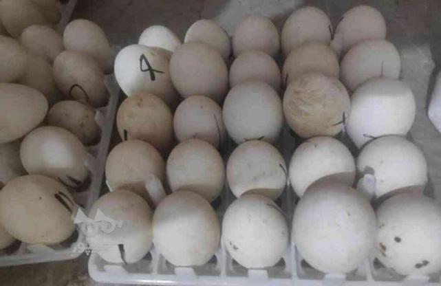 تخم غاز و اردک برگشتی از دستگاه بدون نطفه در گروه خرید و فروش ورزش فرهنگ فراغت در مازندران در شیپور-عکس1