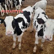 گوساله نر صنعتی قطع شیر