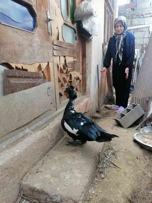 اردک خارجی نر دوساله در گروه خرید و فروش ورزش فرهنگ فراغت در مازندران در شیپور-عکس1
