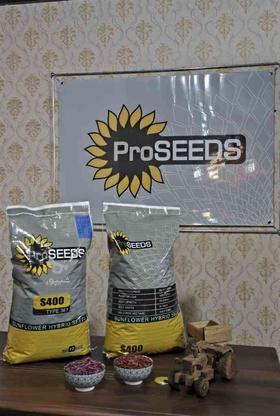 بذر هیبرید آفتابگردون اس 400 در گروه خرید و فروش صنعتی، اداری و تجاری در گلستان در شیپور-عکس1