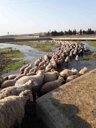 پشم گوسفند تمیزو سالم تازه چیده شده در گروه خرید و فروش ورزش فرهنگ فراغت در اردبیل در شیپور-عکس1