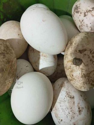 تخم غاز نطفه دار 42عدد در گروه خرید و فروش ورزش فرهنگ فراغت در گلستان در شیپور-عکس1