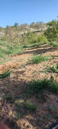 زمین کشاورزی دارای سند 60عددگیلاس 60آلبالو باری بادام زالزال در گروه خرید و فروش املاک در قزوین در شیپور-عکس1