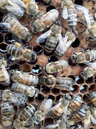 5عدد زنبور کارنیکا بفروش میرسد در گروه خرید و فروش ورزش فرهنگ فراغت در گیلان در شیپور-عکس1