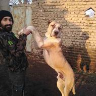 واگذاری سگ نر اصل افغان