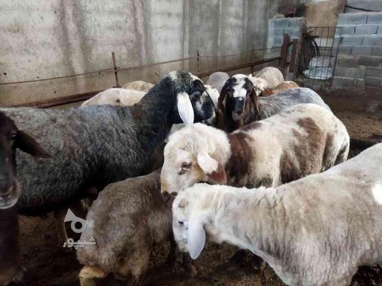 فروش گوسفند در گروه خرید و فروش ورزش فرهنگ فراغت در مازندران در شیپور-عکس1