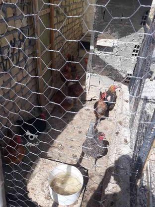 مرغ تخمگزار 1 سال نشده در گروه خرید و فروش ورزش فرهنگ فراغت در قزوین در شیپور-عکس1