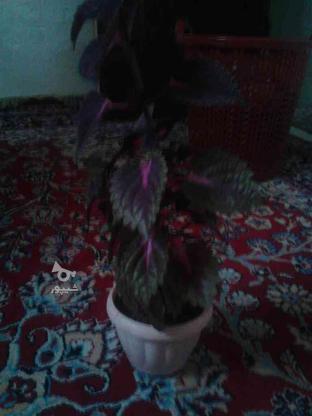 گل حصن یوسف در گروه خرید و فروش لوازم خانگی در خراسان رضوی در شیپور-عکس1