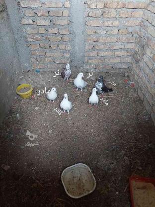 6عدد کبوتر نروماد معاوضه دارد در گروه خرید و فروش ورزش فرهنگ فراغت در اردبیل در شیپور-عکس1
