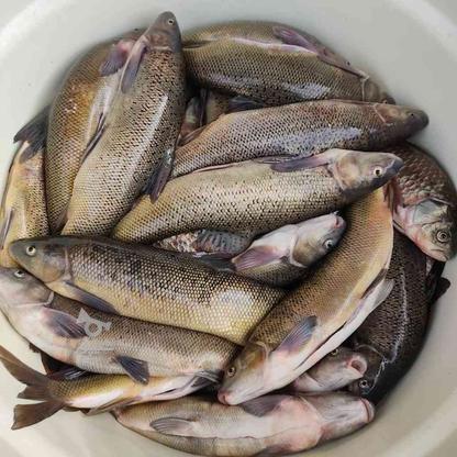 ماهی قزل لرستان در گروه خرید و فروش خدمات و کسب و کار در مرکزی در شیپور-عکس1