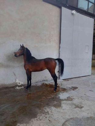 کره اسب نریون 3ساله در گروه خرید و فروش ورزش فرهنگ فراغت در کرمانشاه در شیپور-عکس1