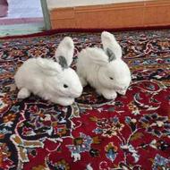 دو عدد عروسک خرگوش
