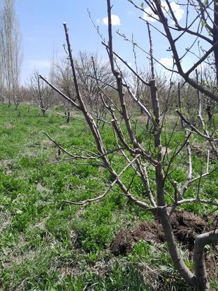 باغچه سیب وشلیل 4000 متر در گروه خرید و فروش املاک در آذربایجان غربی در شیپور-عکس1