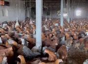فروش نیمچه مرغ و خروس اصلاح نژاد 110 روزه