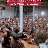 فروش نیمچه مرغ و خروس اصلاح نژاد 110 روزه