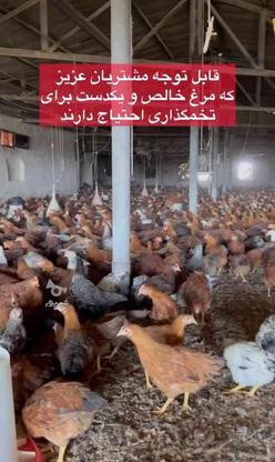 فروش نیمچه مرغ و خروس اصلاح نژاد 110 روزه در گروه خرید و فروش ورزش فرهنگ فراغت در اصفهان در شیپور-عکس1