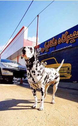 واگذاری سگ دالمیشن در گروه خرید و فروش ورزش فرهنگ فراغت در کهگیلویه و بویراحمد در شیپور-عکس1