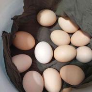 تخم مرغ محلی تازه دونه ای 4 هزار