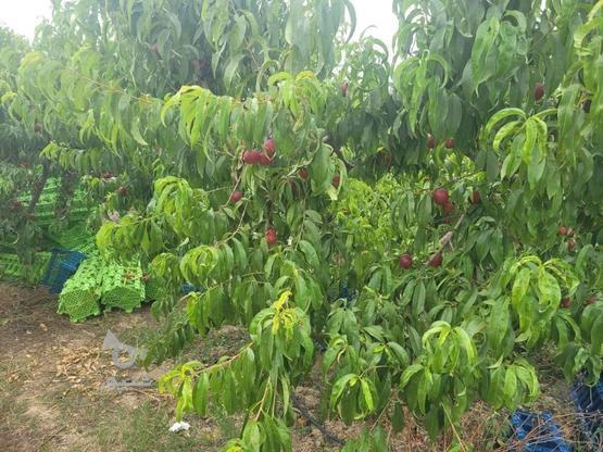 7000 هزار متر مربع باغ هلو در شهرستان نکا در گروه خرید و فروش املاک در مازندران در شیپور-عکس1