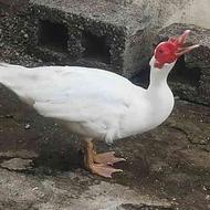 اردک اسرائیلی نر سفید