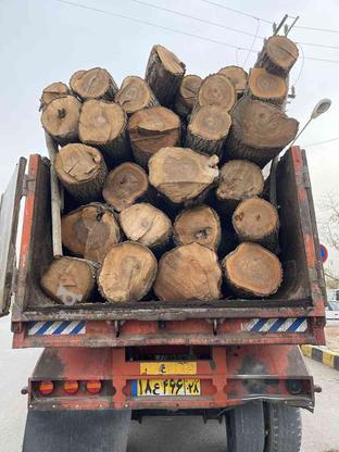 خرید و قطع چوب و بیشه،درخت های گردو،صنوبرو.. در گروه خرید و فروش خدمات و کسب و کار در همدان در شیپور-عکس1