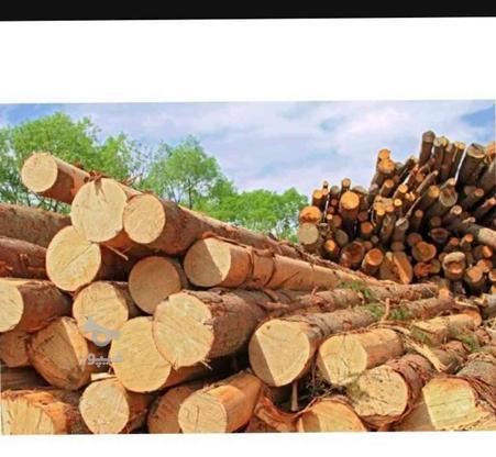 خرید انواع چوب خشک تر ضایعاتی در گروه خرید و فروش صنعتی، اداری و تجاری در زنجان در شیپور-عکس1