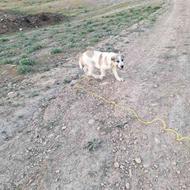 توله سگ گم شده حوالی خیابان احسان