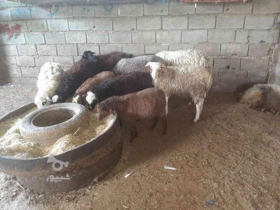 گوسفند بره نر در گروه خرید و فروش ورزش فرهنگ فراغت در مازندران در شیپور-عکس1