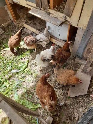 مرغ رسمی تخمگذار در گروه خرید و فروش ورزش فرهنگ فراغت در تهران در شیپور-عکس1