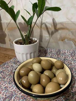 واگذاری تخم خوراکی قرقاول در گروه خرید و فروش ورزش فرهنگ فراغت در مازندران در شیپور-عکس1