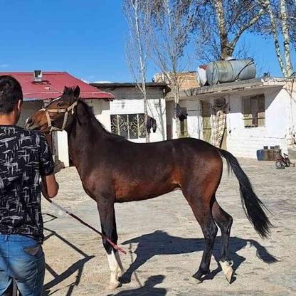 کره اسب نریون 19 ماه در گروه خرید و فروش ورزش فرهنگ فراغت در البرز در شیپور-عکس1