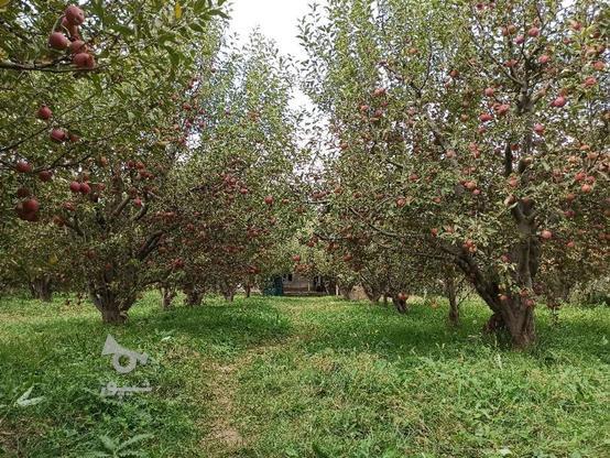 یک قطعه باغ سیب در پنج کیلومتری جاده اهر_مشکین در گروه خرید و فروش املاک در آذربایجان شرقی در شیپور-عکس1