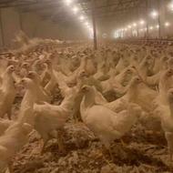 مرغ کشتاری و صنعتی تخمگذار خروس نداریم