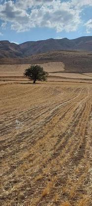 12 هکتار زمین کشاورزی در گروه خرید و فروش املاک در آذربایجان شرقی در شیپور-عکس1