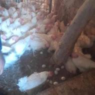 مرغ تخمگذار بشرط سالم واکسن دونه60 زنده