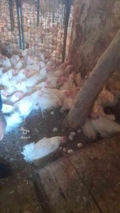 مرغ تخمگذار بشرط سالم واکسن دونه60 زنده در گروه خرید و فروش ورزش فرهنگ فراغت در تهران در شیپور-عکس1