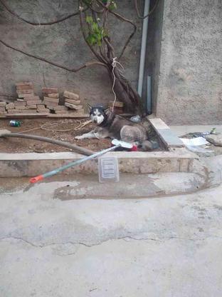 سگ هاسکی ماده واگذاری در گروه خرید و فروش ورزش فرهنگ فراغت در خراسان شمالی در شیپور-عکس1