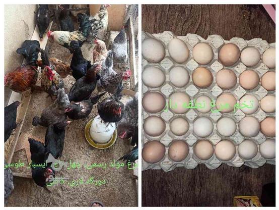 تخم نطفه دار در گروه خرید و فروش ورزش فرهنگ فراغت در البرز در شیپور-عکس1