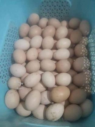 عرضه تخم مرغ کاملا ارگانیک در گروه خرید و فروش ورزش فرهنگ فراغت در اصفهان در شیپور-عکس1