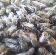 فروش کلنی زنبور عسل