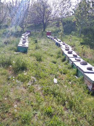 کندو زنبور عسل در گروه خرید و فروش صنعتی، اداری و تجاری در آذربایجان غربی در شیپور-عکس1