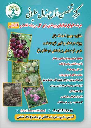 انواع نهال میوه گلدانی و سبز در قروه در گروه خرید و فروش صنعتی، اداری و تجاری در کردستان در شیپور-عکس1