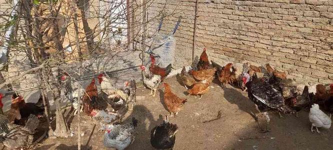 تخم مرغ نطفه دار محلی در گروه خرید و فروش ورزش فرهنگ فراغت در مازندران در شیپور-عکس1