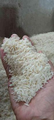 برنج محصول من وپدرم در گروه خرید و فروش خدمات و کسب و کار در مازندران در شیپور-عکس1